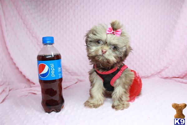 lvpuppyheaven Picture 2